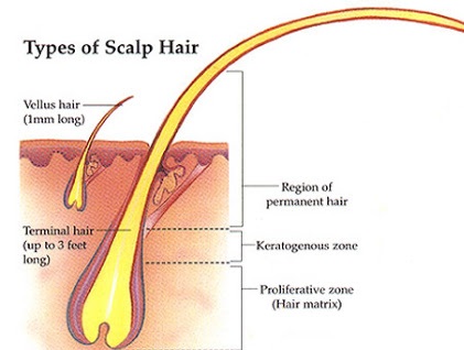 type of hair